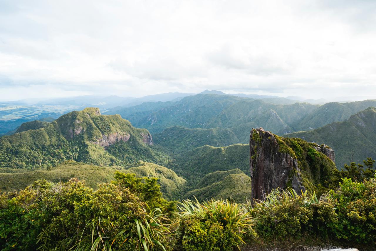 Kauaeranga Kauri Trail