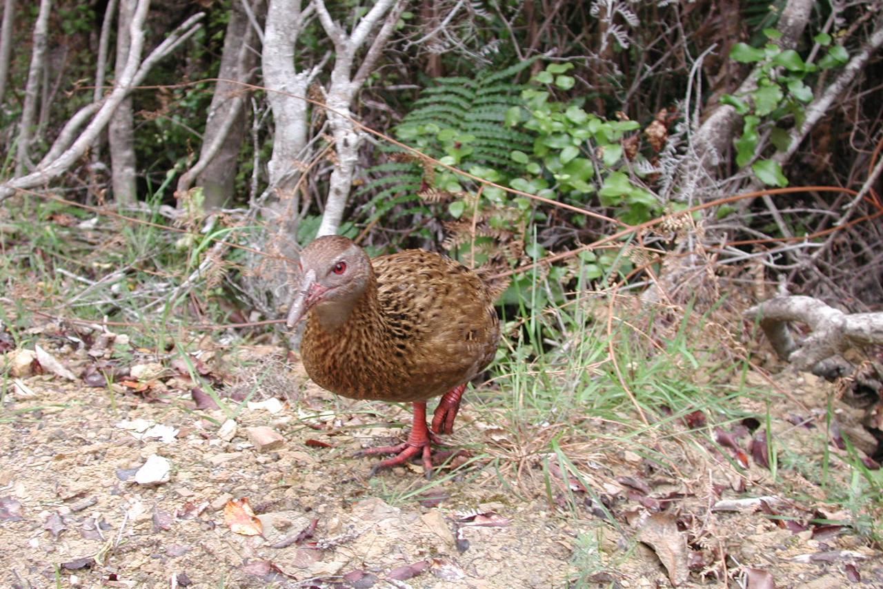 Weka on Queen Charlotte Track