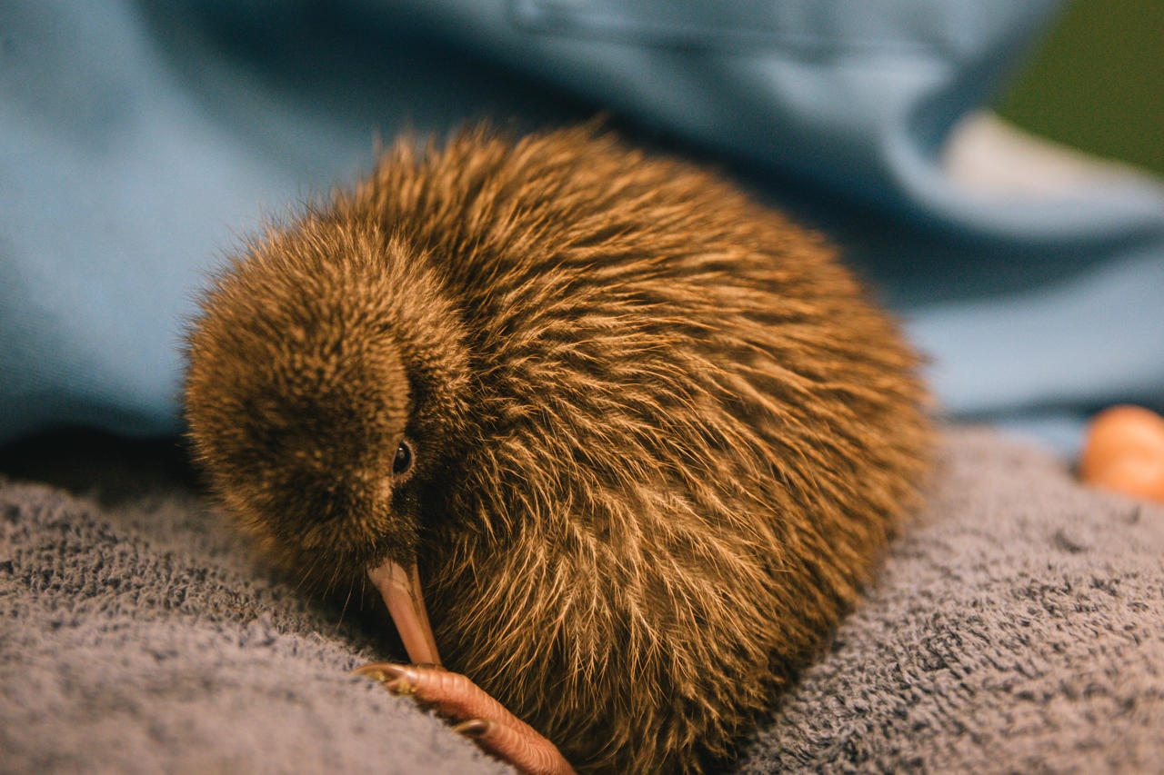 West Coast Wildlife Centre, West Coast 
