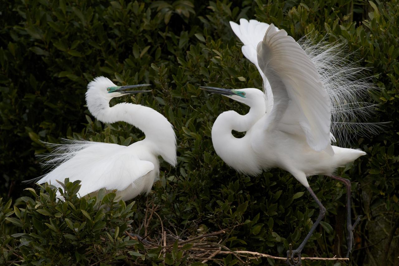 White Herons courting, Whataroa