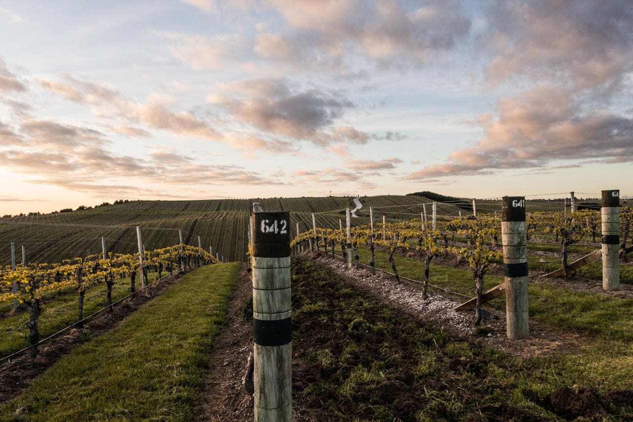 Marlborough Winery New Zealand