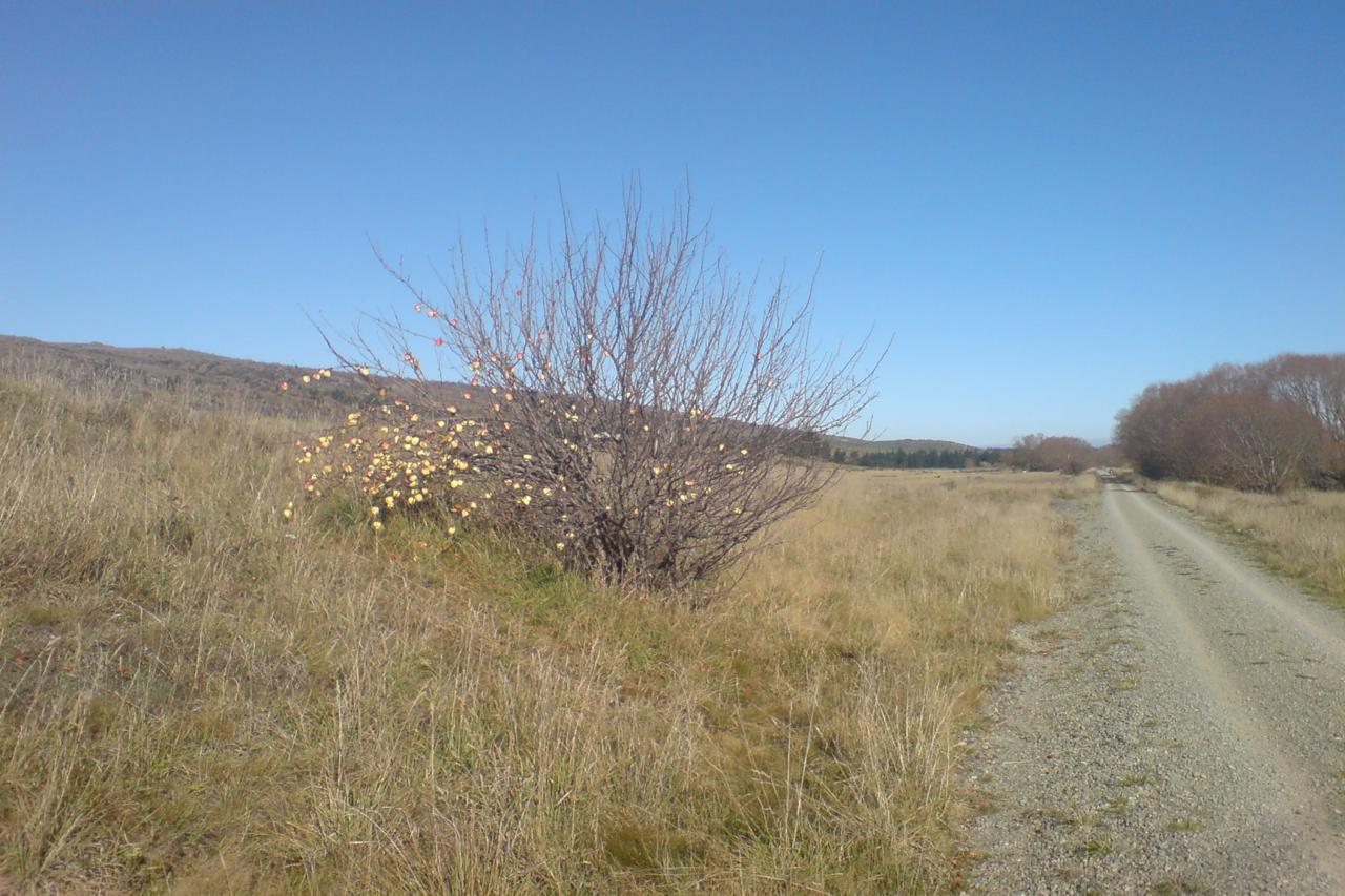 Apple trees Ida Valley
