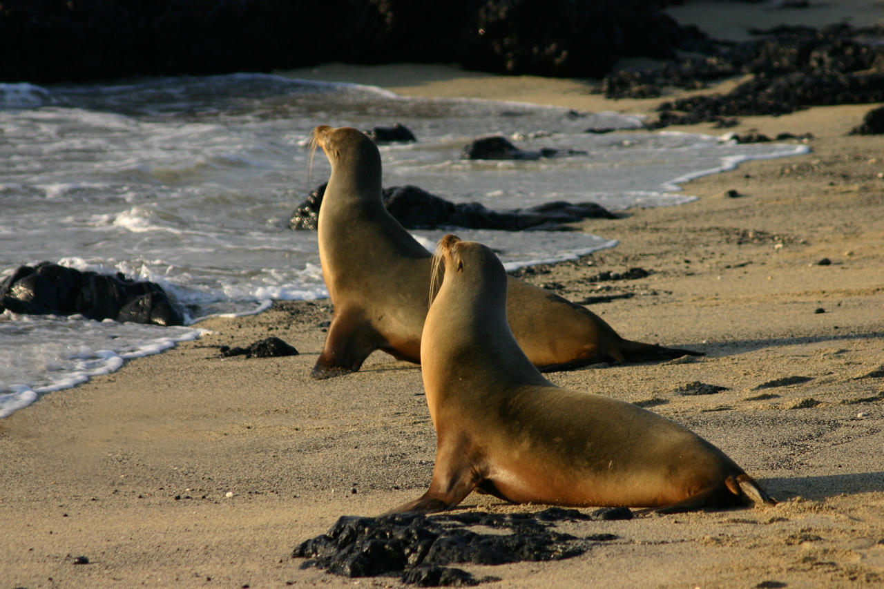 Galápagos sea lions_