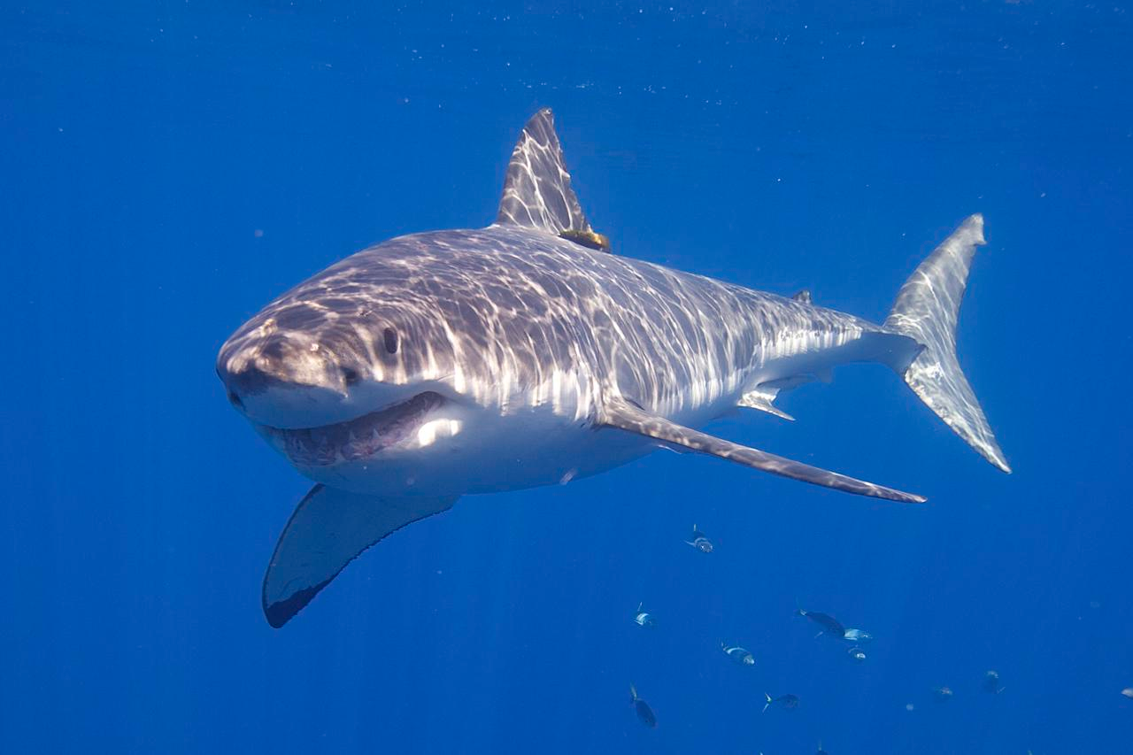 Great White Shark in New Zealand