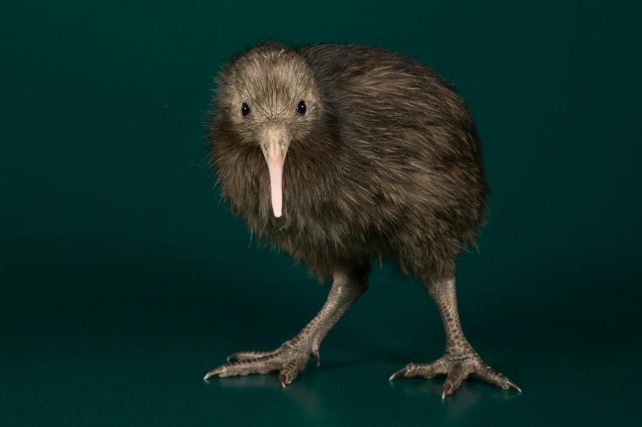 Kiwi Bird