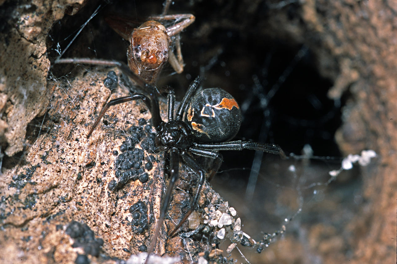 Katipo spider