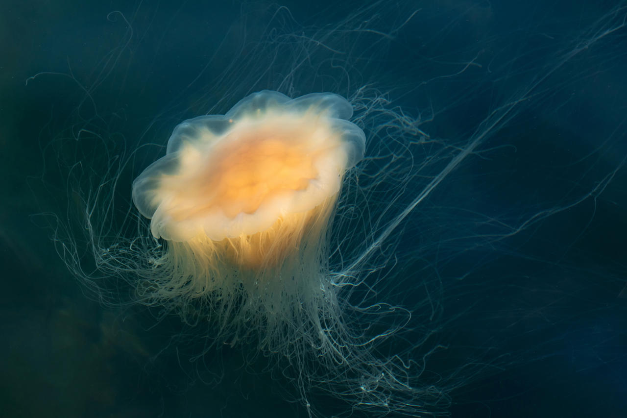 Lion's mane jellyfish