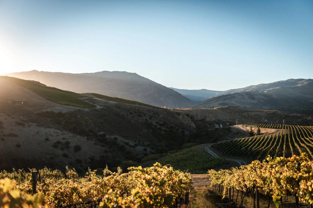 Mt Difficulty Vineyard wine tasting