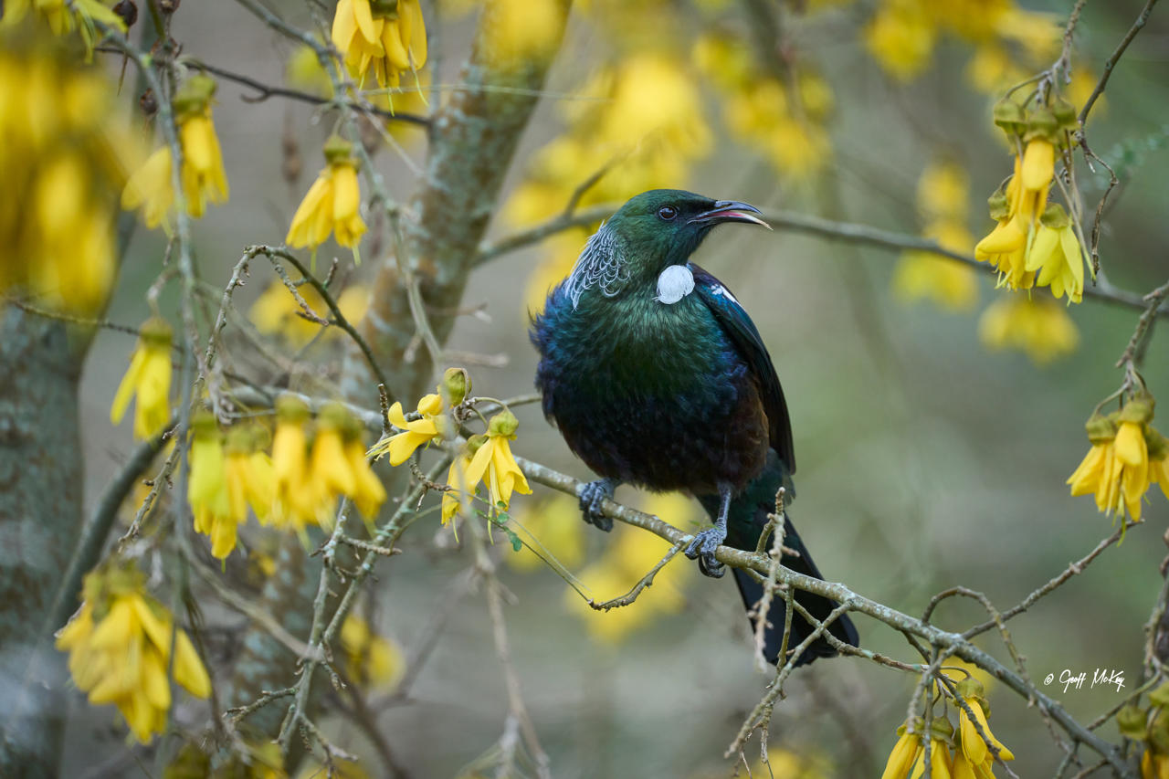 NZ Tui Among Kōwhai Flowers