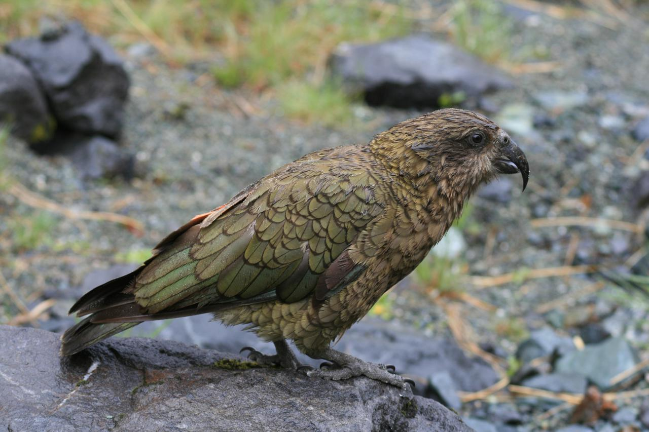Kea bird