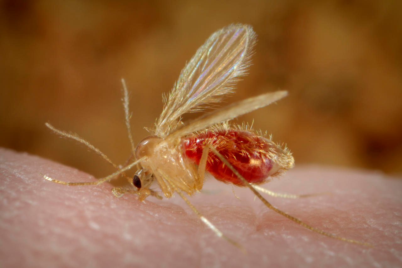 Sandfly, Phlebotomus pappatasi bloodmeal