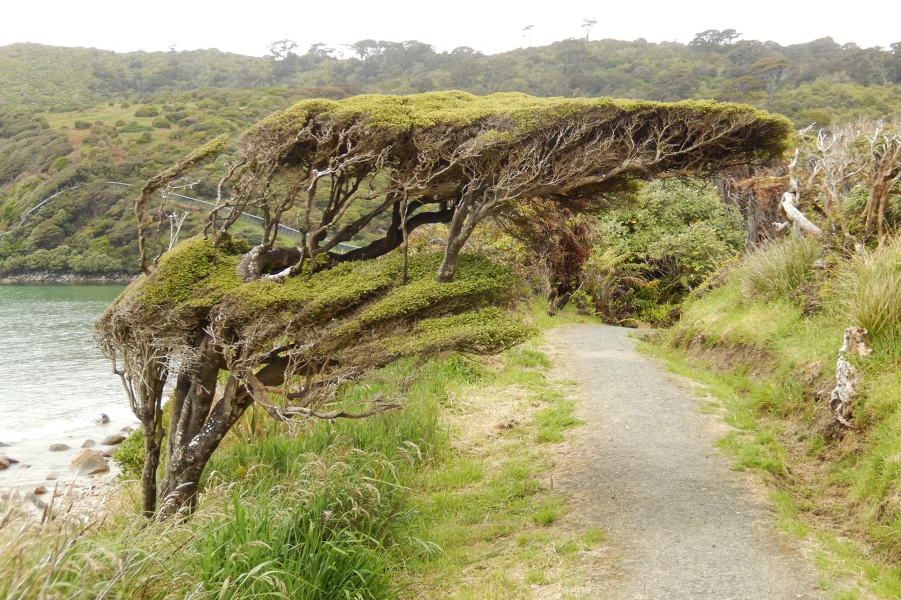 Rakiura Track at Lee Bay