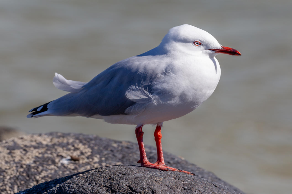 Red billed gull in Cass Bay, New Zealand birds