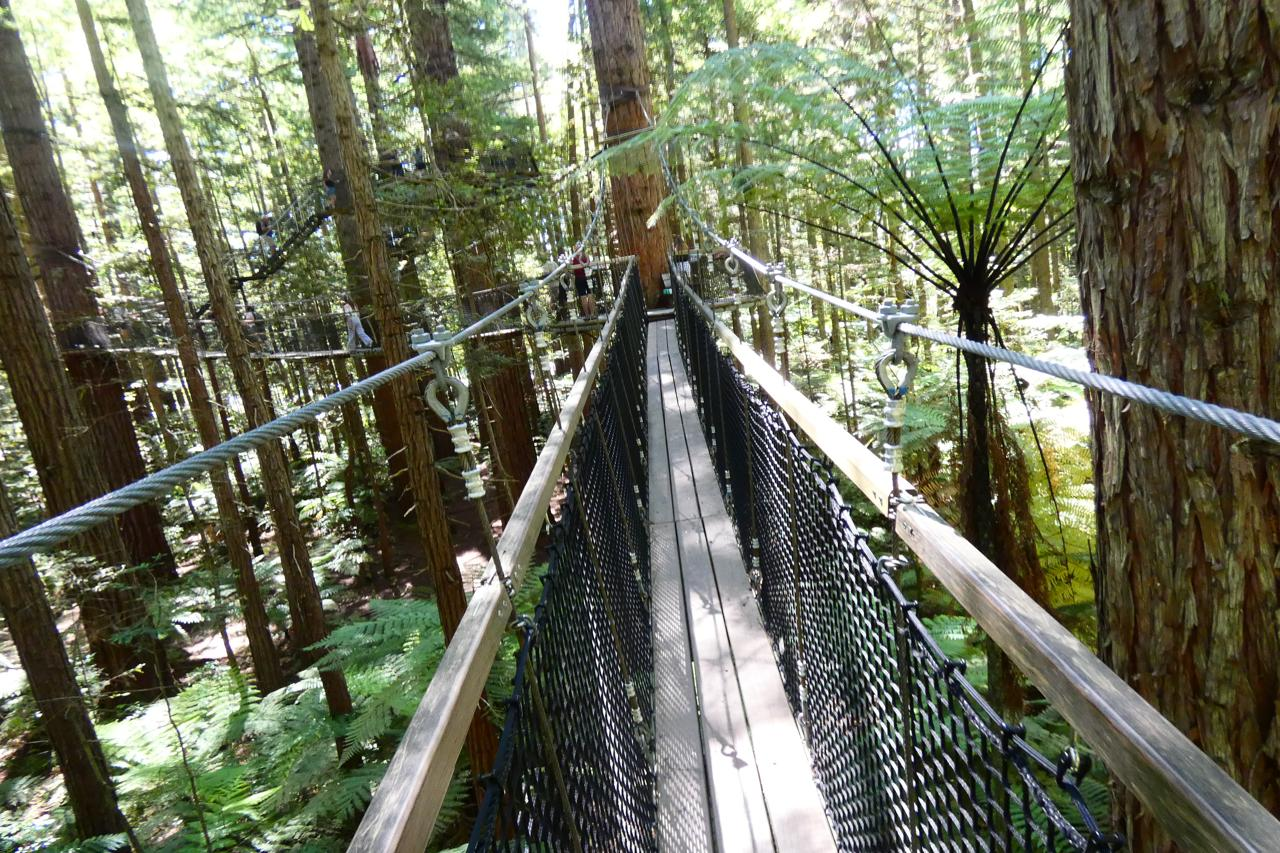 Redwoods Forest, Rotorua