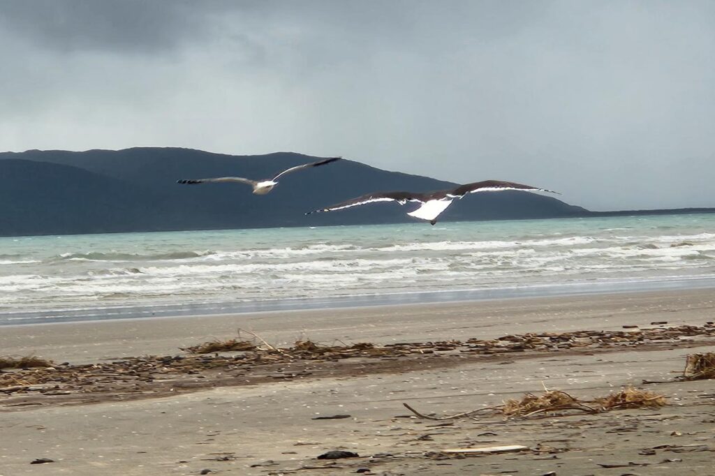 Southern black-backed gull, Kāpiti Coast