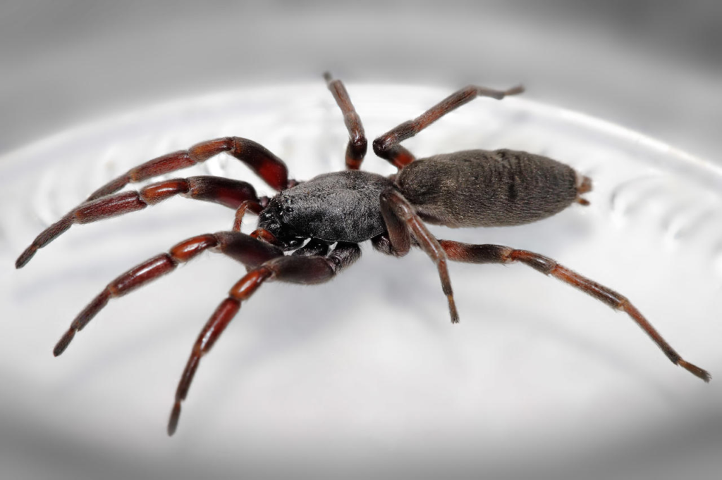 White tailed spider, dangerous animals in New Zealand