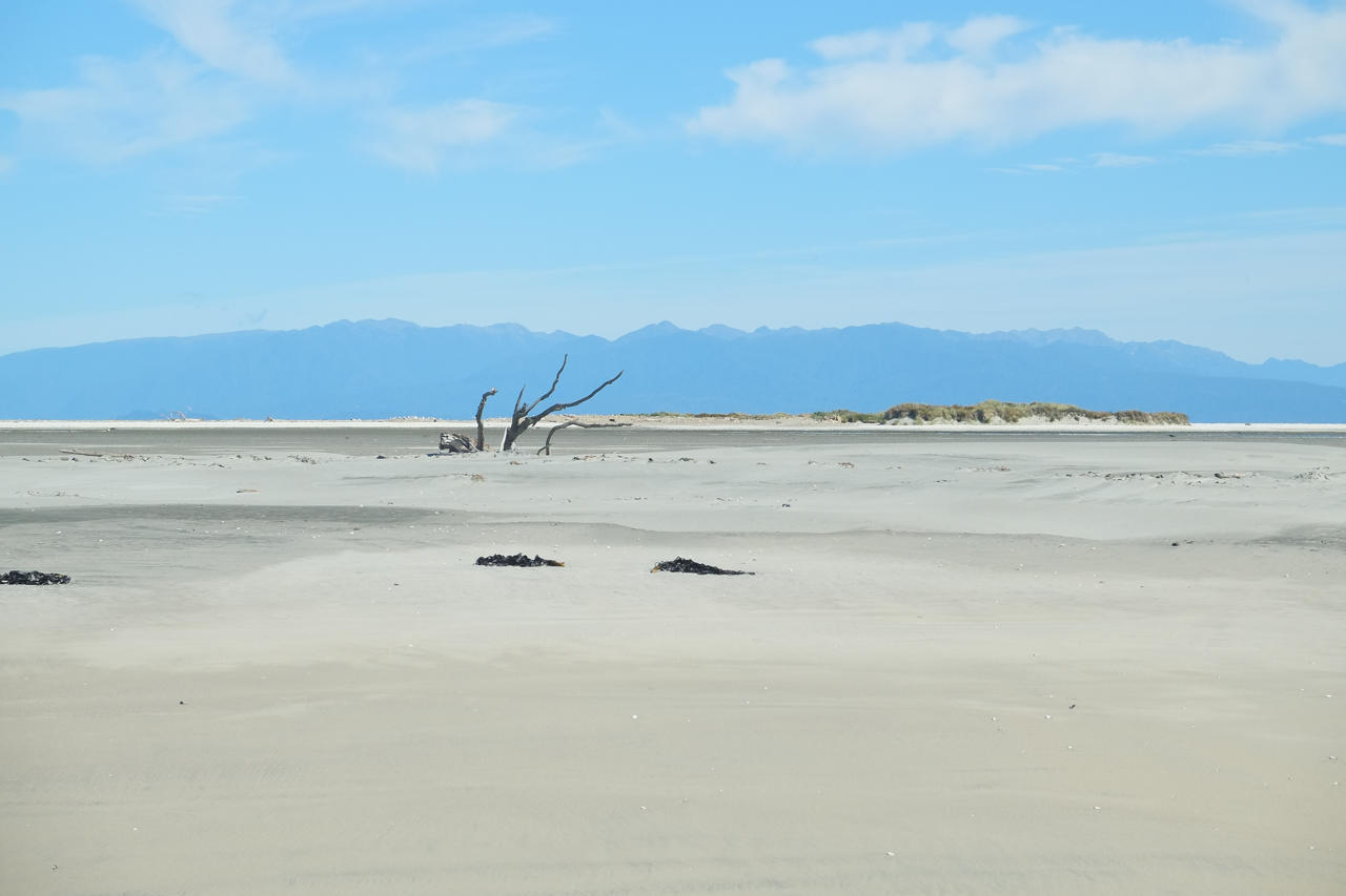 Gannet Colony near end of Farewell Spit