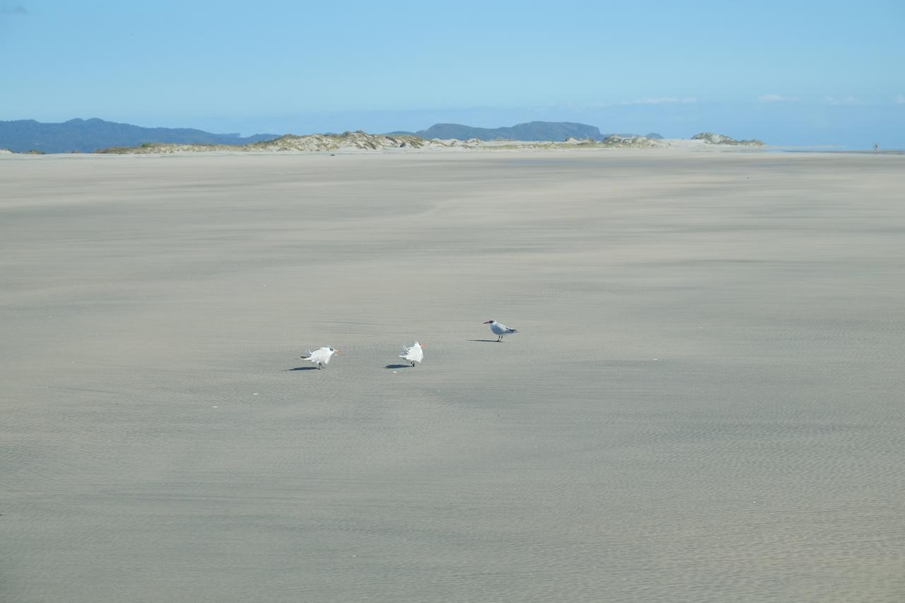 Juvenile Caspian terns, Farewell Spit 