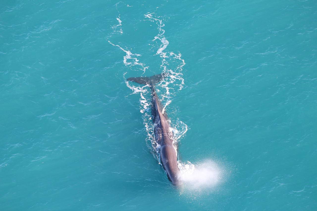 Kaikoura whale watch flight