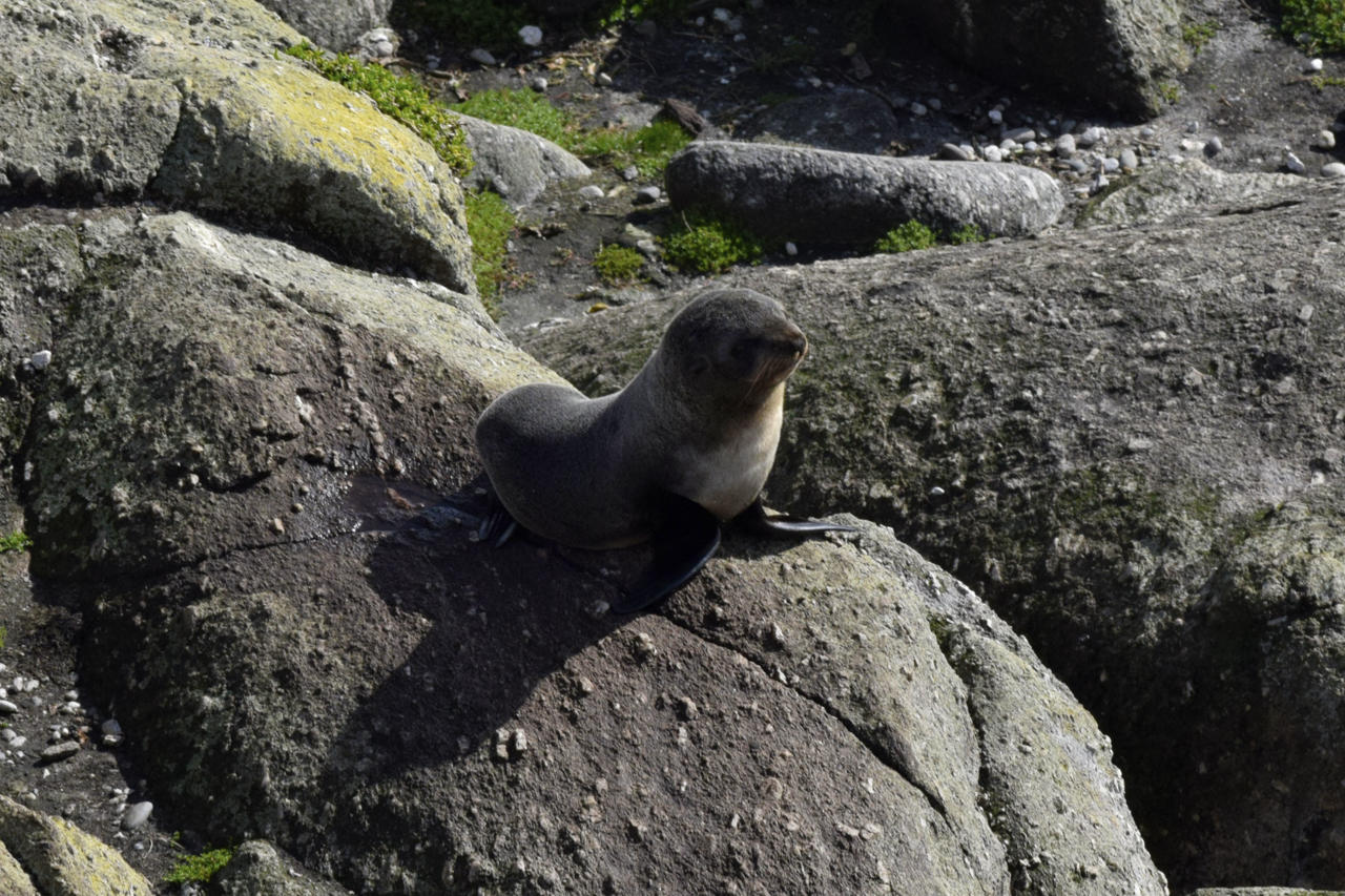 Seals at Cape Foulwind, Tauranga Bay