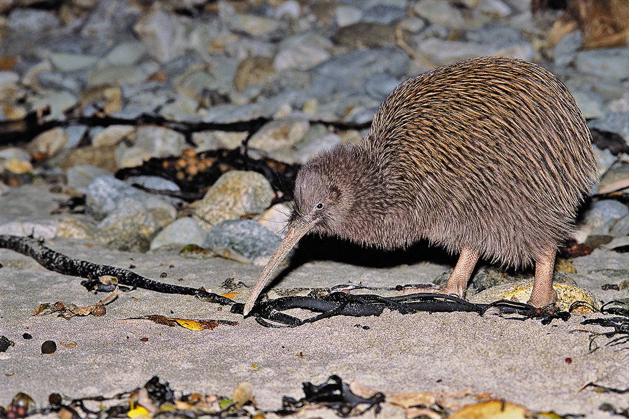 Southland stewart island kiwi