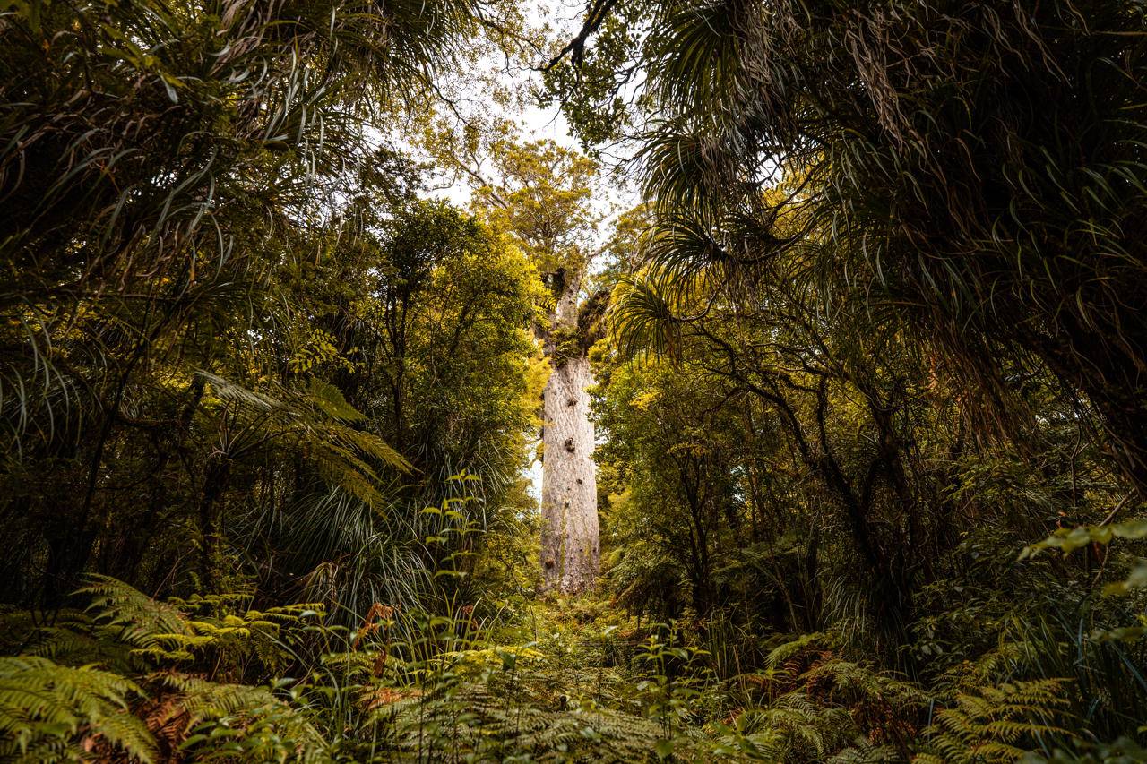 Tāne Mahuta, Waipoua Forest