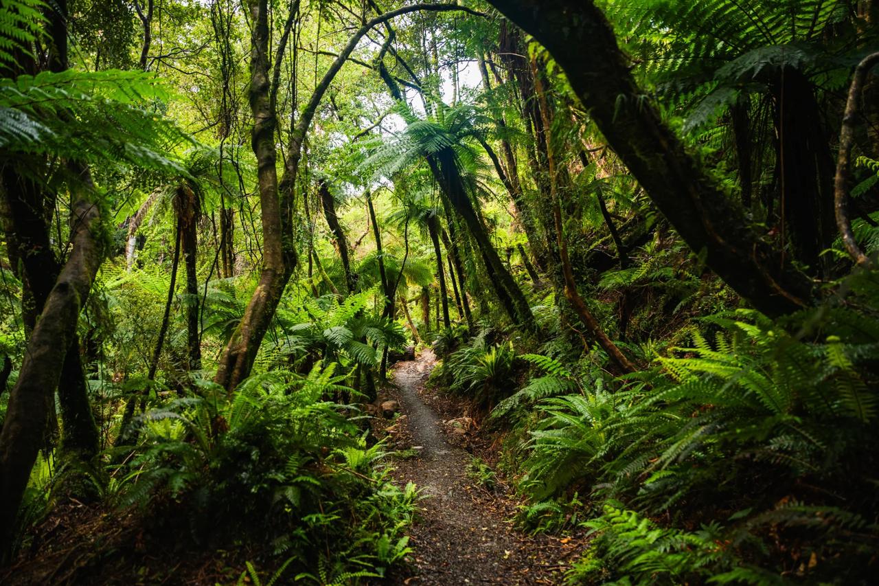 Credit: Tuatapere Hump Ridge Track 1