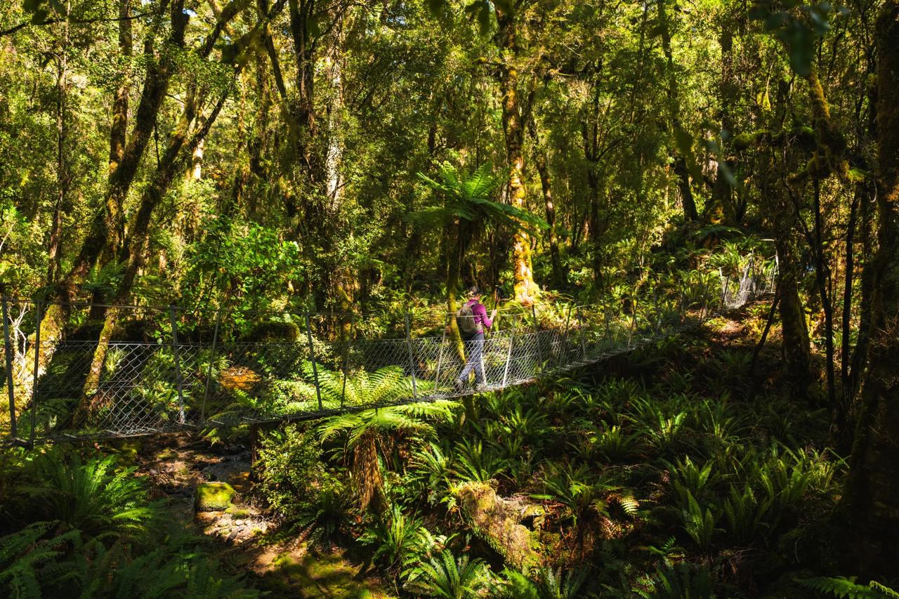 Credit: Tuatapere Hump Ridge Track 2